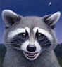 Portrait of a Raccoon